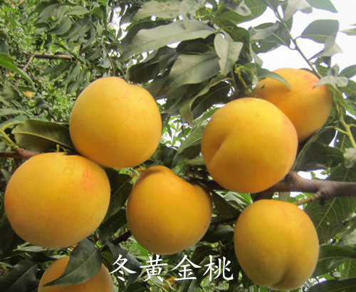 冬黃(huáng)金(jīn)