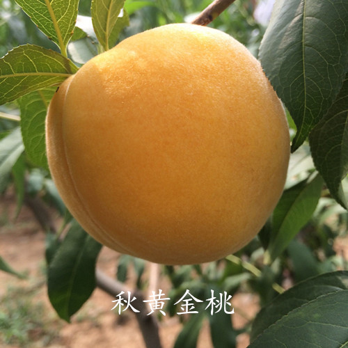 秋黃(huáng)金(jīn)