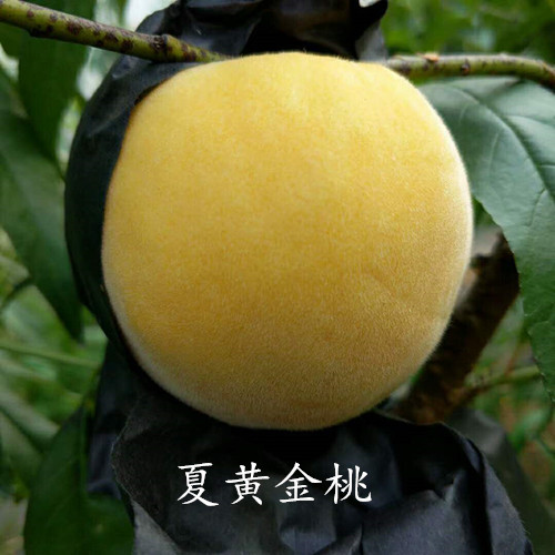 夏黃(huáng)金(jīn)