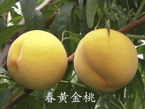 春黃(huáng)金(jīn)