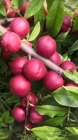 珍珠棗油桃