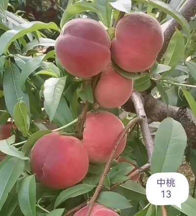 中桃13